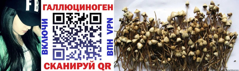 Псилоцибиновые грибы Psilocybine cubensis  Таруса 